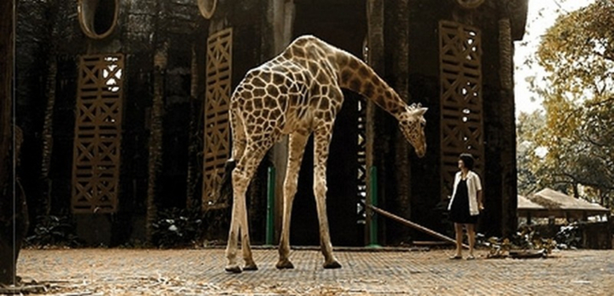Tribeca 2012 Review: POSTCARDS FROM THE ZOO Offers a Menagerie of Wonders
